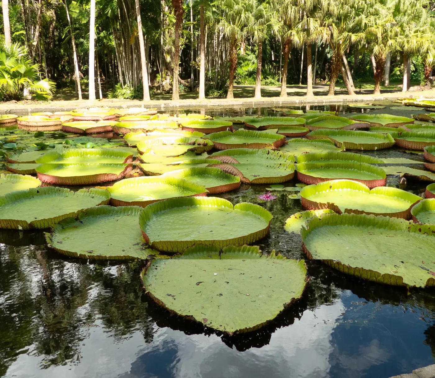Giant water lilies in the Pamplemousse botanical garden