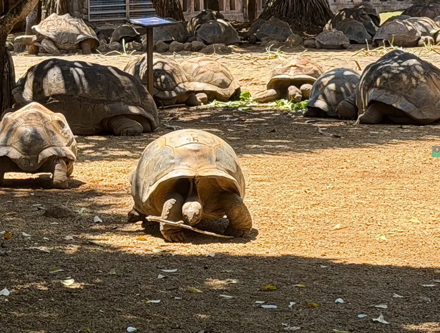 Giant tortoises at La Vanille Nature Park