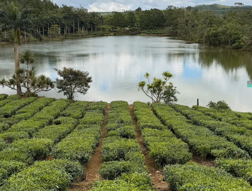 Die Teefabrik Bois Cheri auf Mauritius